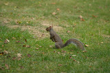 Grey Squirrel 06