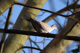 Collared Dove on a Branch 02