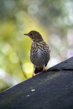 Thrush on Shed Roof 02