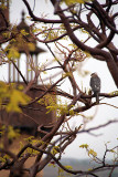 Black-Shouldered Kite