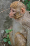 Baby Rhesus Monkey 05