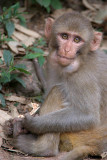 Monkeys around Dharamsala
