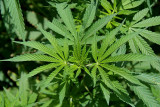 Cannabis Growing Wild Manali 03