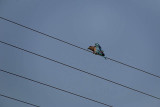 Indian Roller on a Wire