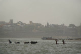 Boys and Buffalo Enjoyin the Ganges