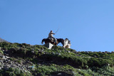 015 Driving Horses Rhotang Pass