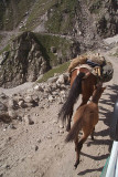 035 Overtaking Horses Lahaul Valley