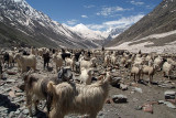067 Sheep and Goats in Lahaul Valley 02