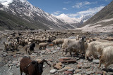 068 Sheep and Goats in Lahaul Valley
