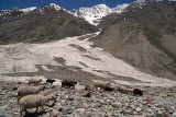 069 Sheep in the Lahaul Valley