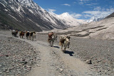 071 Pack Horses in Lahaul Valley