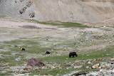 087 Yaks Grazing in Spiti Valley 02