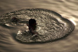 Swimming in the Ganges 02