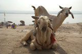 Two White Goats by the Ganges