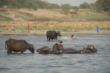Wallowing Water Buffalo Varanasi