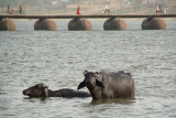 Water Buffalo in the Ganges with Pontoon Bridge in Background