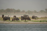 Water Buffalo on the Banks of the Ganges