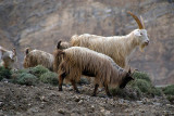 Goats Grazing Spiti Valley