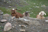 Three Lambs Sitting