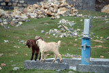 Two Lambs by the Village Pump