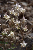 Wild Orchids near Dhankar