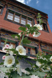 Flowers at Thiksey Monastery