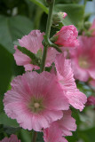 Pink Flowers Manali