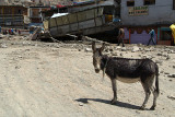 Donkey Caked in Mud Leh