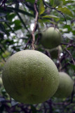 Grapefruit Growing Patan