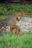 Monkey at Pashupatinath
