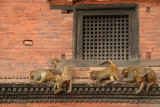 Monkeys Grooming Pashupatinath