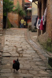 Chickens in a Lane Bhaktapur