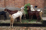 Goats Eating in Bhaktapur