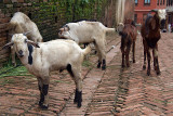 Goats in the Street Bhaktapur