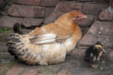 Mother Hen and Ducklings Bhaktapur