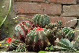 Annointed Cactus Bhaktapur