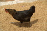 Chicken on Drying Corn Bhaktapur