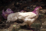 Chickens Dyed Purple