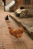 Chickens in a Lane Bhaktapur 02