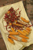 Corn and Chilies Drying Bhaktapur