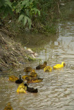 Ducks Dyed Yellow Bhaktapur