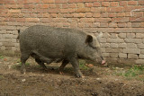Hairy Pig Bhaktapur