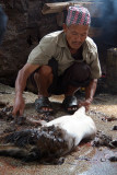 Cleaning Sacrificed Goat Dakshinkali 04