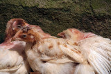 Three Chickens Nestled Against a Wall