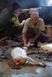 Cleaning Sacrificed Goat Dakshinkali 06