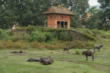 Water Buffalo in Bhaktapur