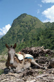 Resting Mule on Annapurna Round
