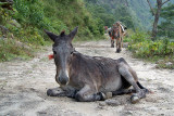 Resting Mule on Annapurna Round 02