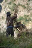 Harvesting in Pisang