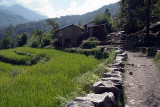 Rice Fields by the Path to Ghorepani